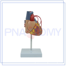 PNT-0400a life size human heart pass model